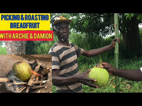 PICKING BREADFRUIT WITH ARCHIE A 74 YEAR MAN WHO WAS LIVING IN AN ABANDON BUILDING FOR OVER 38 YEARS