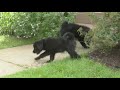 James Hershberger's Norwegian Elkhound/Poodle Mix Puppies の動画、YouTube動画。