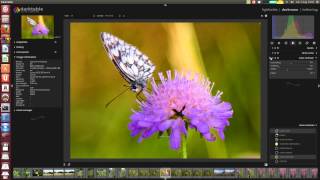 Darktable RAW edit: butterfly screenshot 1