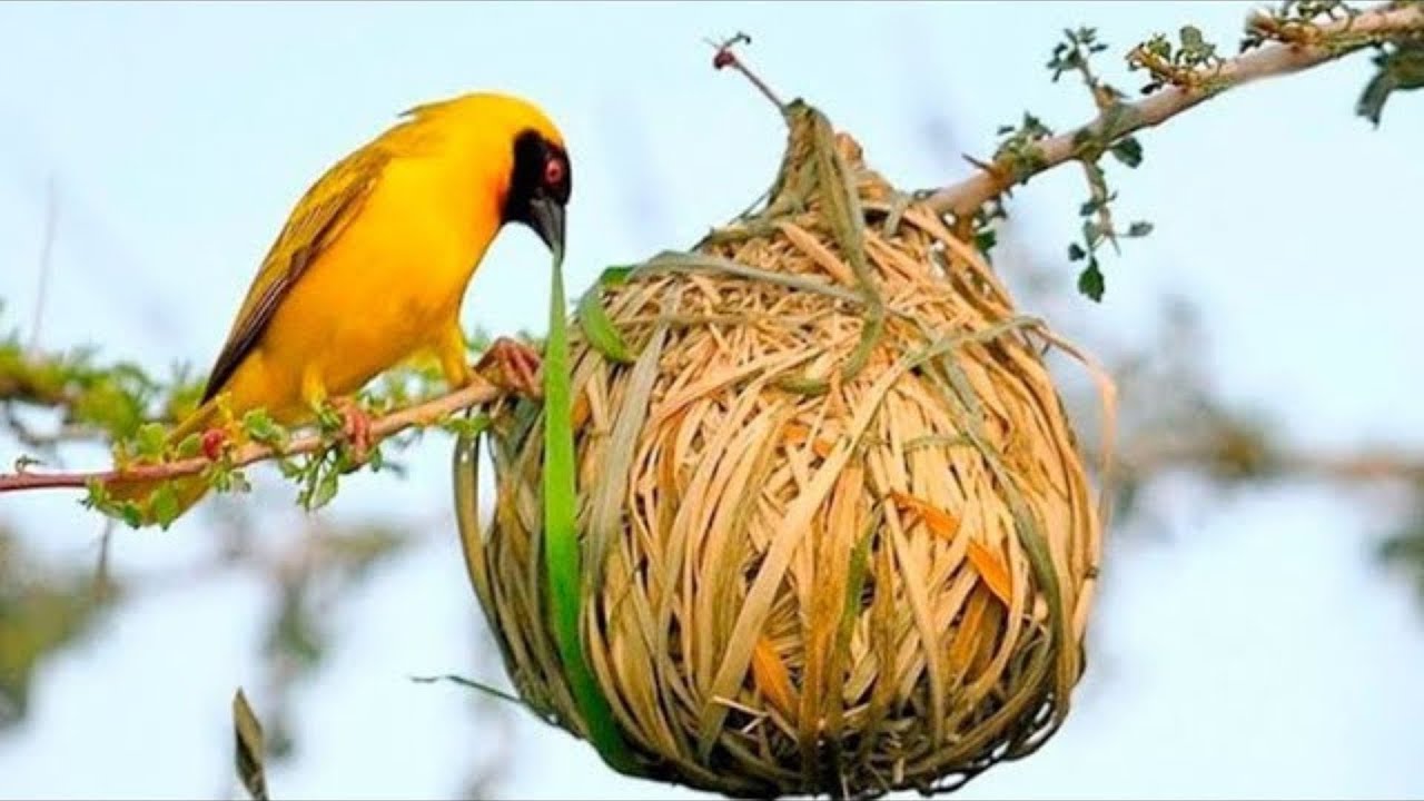 15 Najbardziej Niesamowitych Ptasich Gniazd na Świecie