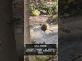 'SORGENTI EUGANEE', UN DOCUFILM RACCONTA LE FONTI SPONTANEE DEI COLLI | 26/05/2026