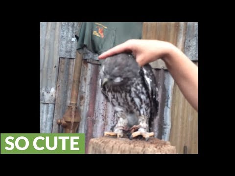 owl-makes-adorable-noises-when-being-scratched