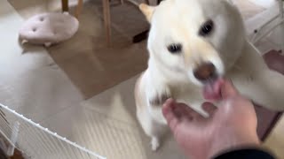 大好きなお兄ちゃんの帰省にお出迎えに来ないと思ったら…まさかの二重バリケードて突破を阻止されていた柴犬