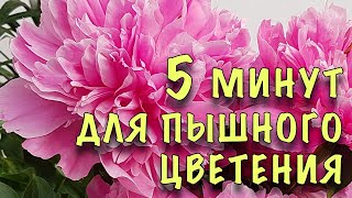 ХОТИТЕ ЧТОБЫ ПИОНЫ ВСЕГДА ПЫШНО ЦВЕЛИ? Уделите им ПЯТЬ МИНУТ ВЕСНОЙ