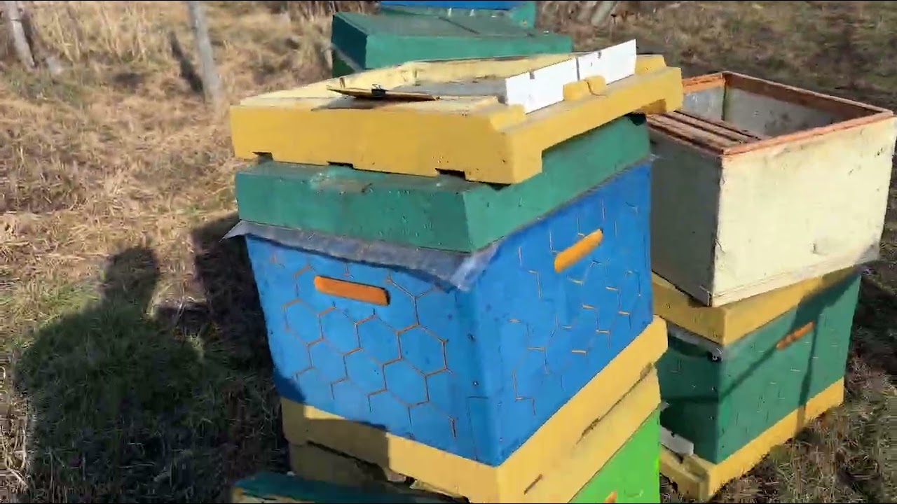 Дезинфекція вуликів. Готуємось до пересадки сімей.