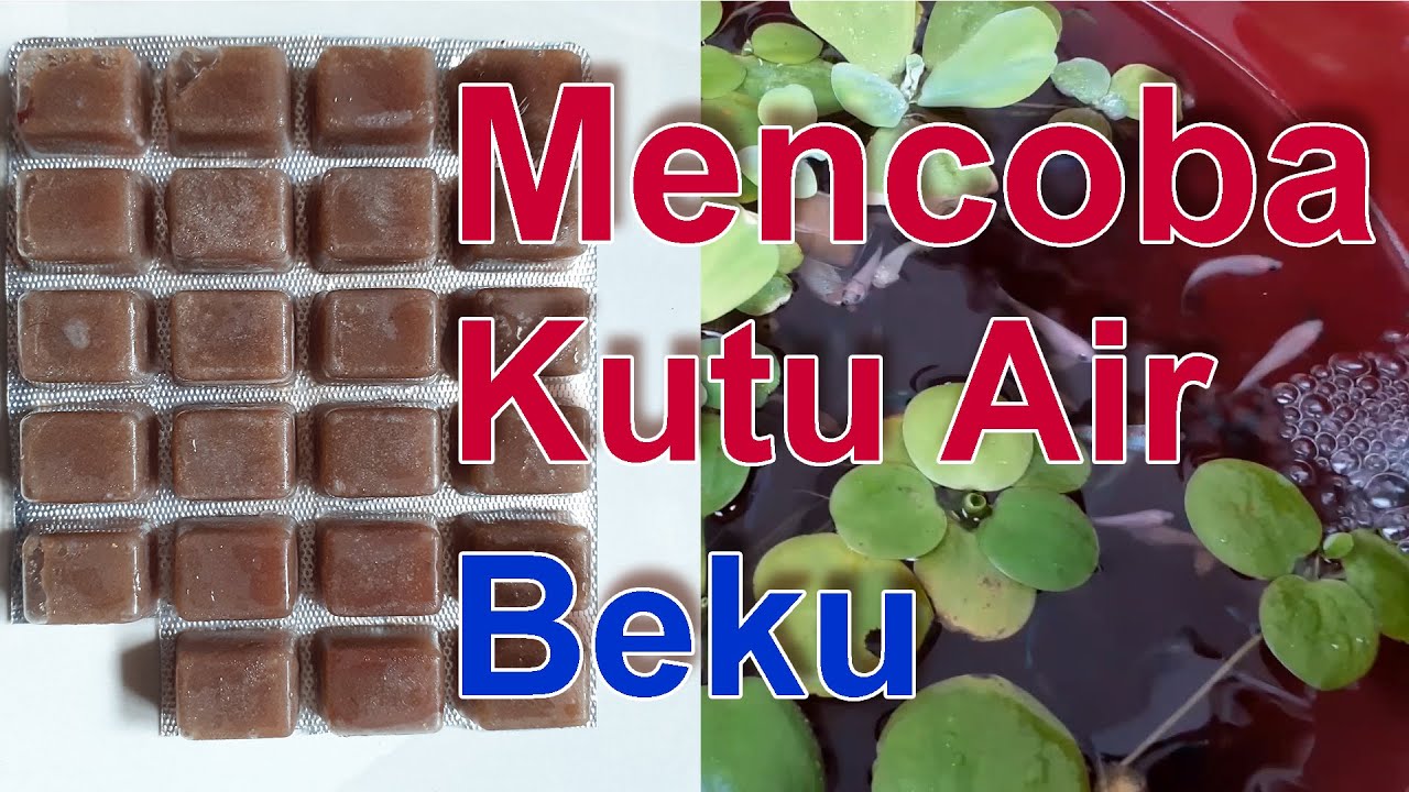 Pemberian Kutu Air Beku (Frozen Moina) Pada Ikan Cupang dan Guppy [046]