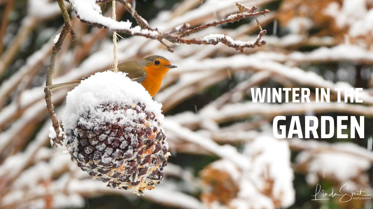 Snow. Winter wonderland in the garden. Peaceful scenes of plants & birds while snow is falling