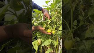 অবিশ্বাস্য,,১টি গাছেই ৩টি ফসল উৎপাদন সম্ভব!#foryou #viral #shorts #farmer #farming #agriculture