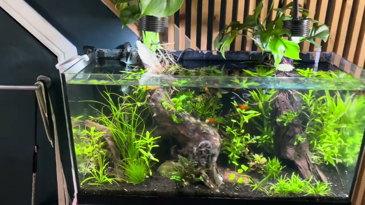 Overheating 🥵 fish tanks how to cool them down in a heatwave 