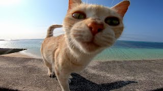 海辺に住む野良子猫をモフモフしてきた