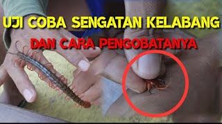 Uji coba sengatan kelabang dan cara pengobatanya@silumanrimbachannel9799