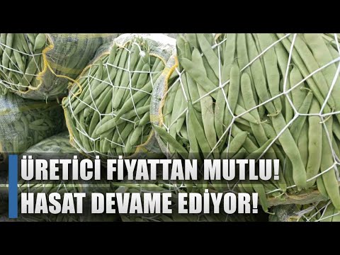 Taze Fasulye Üreticisi