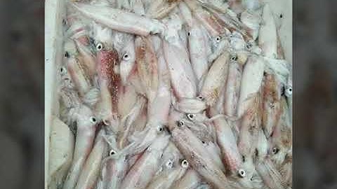 Cá mực khô vân đồn ngon bổ rẻ