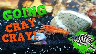 Mexican Dwarf Orange Crayfish - Keeping Feeding and Breeding