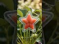 f"Star Shaped Strawberry 🍓⭐ Grown in Mold So Satisfying!" #satisfying #asmr