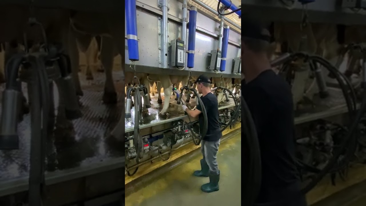 Perie curatare mameloane Northern Sanicleanse  - Video 9