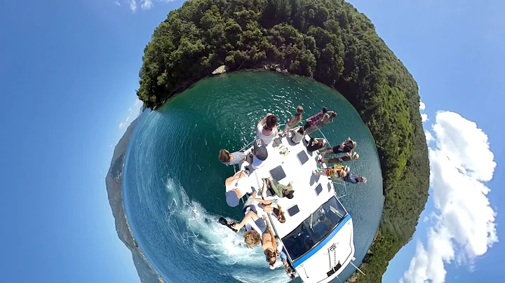 Dolphins in New Zealand - Motuara Island - Insta360