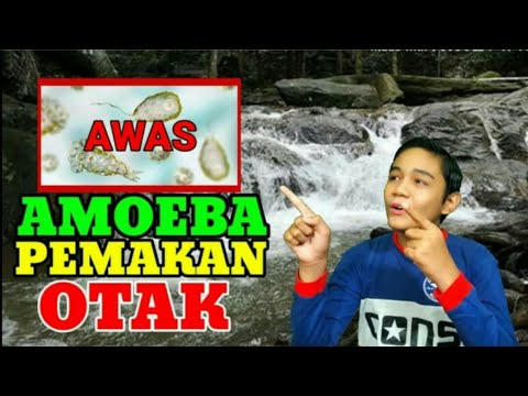 Video: Apakah bahagian amuba?