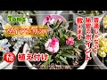 ダイアンサス（カーネーション）育て方・植え付け方　春を代表するお花の「マル秘㊙️方法」