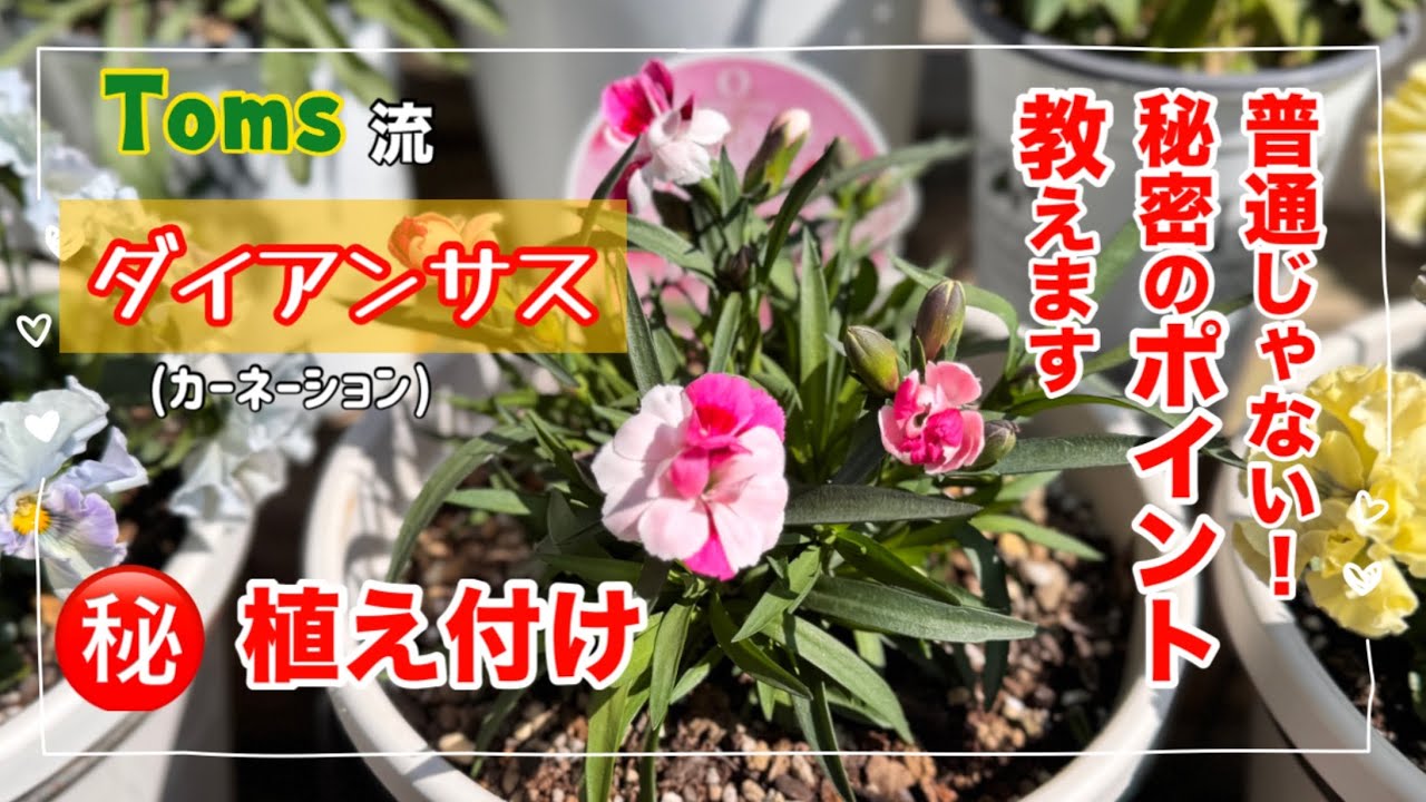 ダイアンサス（カーネーション）育て方・植え付け方　春を代表するお花の「マル秘㊙️方法」