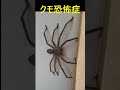 クモが怖い人コメント書いて!