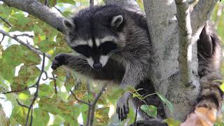 Sleepy Racoon
