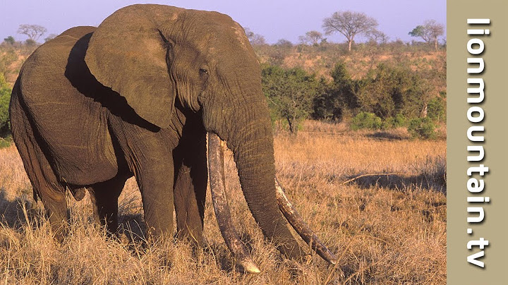 Remembering Kruger's Biggest Tusker "Duke". 🐘 #elephant #wildlife