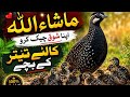Mashallah shok Cha kry like comment Karen#viral #faryou  