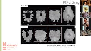 Morphological Evolution & Taxonomy 7: Francisco Andres Rivera-Quiroz