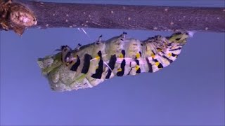 Black swallowtail I: Formation of the chrysalis Black swallowtail I: Formation of the chrysalis