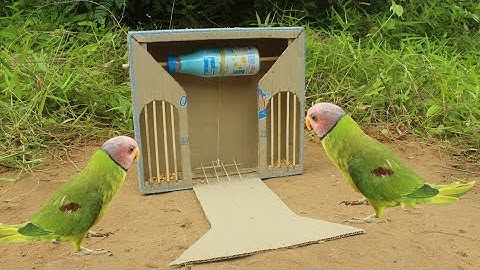 Very Easy Creative Simple Bird Trap Using Cardboard With Bottle@ScaryTeacherLive247 @Animals Traping