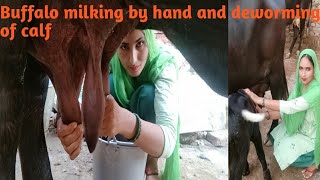 Buffalo milking by hand /village life routine/Buffalo milking by punjabi girl / Buffalo milking