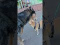 Kasper. Злые.