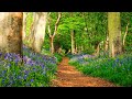 Calming Music Relieves Stress With Beautiful Nature Videos 🌿 Relaxing Piano Music, Healing Music