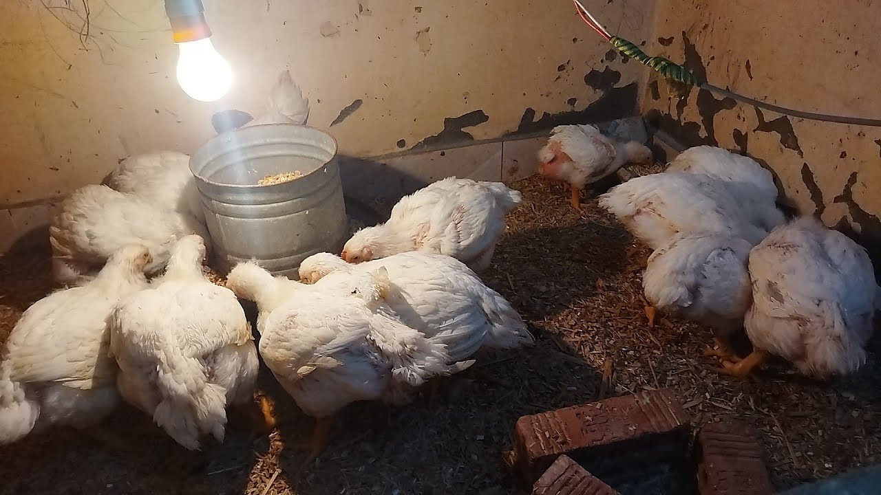 تاني يوم علاج✌️ازاي اعالجهم من الاسهالات 😢تربيه الفراخ البيضاء 