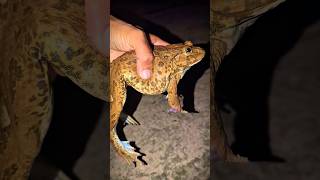 Bonk Bonk the frogs funny | Bullfrog and Toad funny fly or jump | Animal for fun | Funny Frog