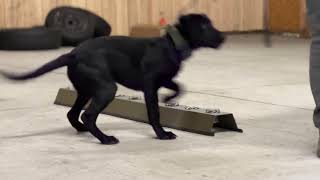 Scent Detection - How to start the Line Up Training