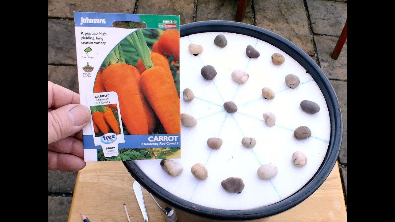 How to successfully sow Carrot seeds thinly in a pot, using a homemade