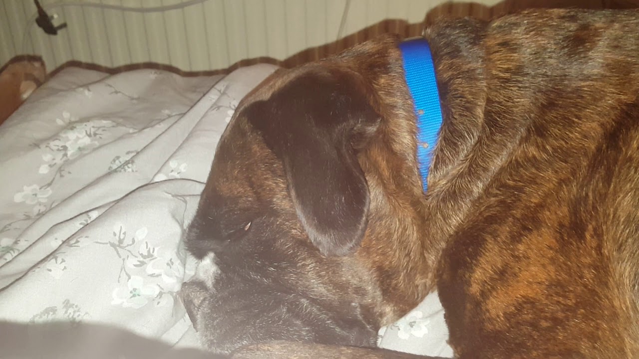 Boxer dog snoring and dreaming YouTube