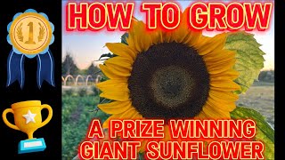 Growing prize-winning Giant Sunflowers Blue Ribbon Flowers “Part 1”