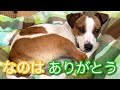 家族になってくれて、ありがとう　ジャックラッセルテリア【なのは】