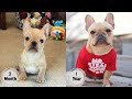 French Bulldog puppy growing up time lapse  - 3 Months to 1 Year