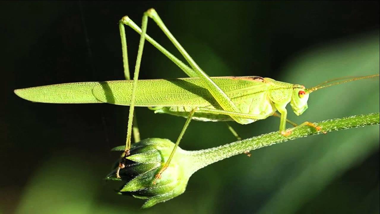 Crickets awkward silence sound effect