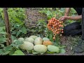 Harvest Fruit At The End Of The Season, Survival Instinct, Wilderness Alone survival, Episode 137