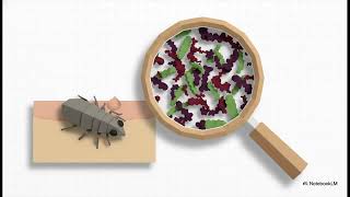 Download Lagu Pediculus humanus corporis (Body louse)