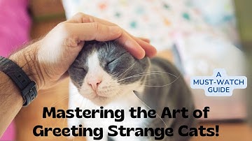 Crack the Cat Code: Mastering the Art of Greeting Strange Cats! 🐾 (A Must-Watch Guide)