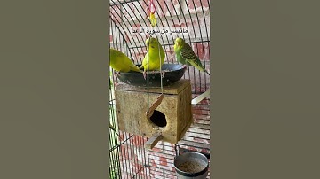 #سورة_الرعد #قرآن #المصحف #ياسر_الدوسري #السعودية #العراق #تكساس #طيور #quran #birds #budgies #usa