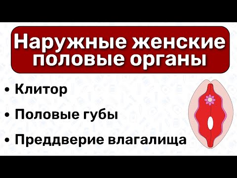 Наружные женские половые органы АНАТОМИЯ: строение клитора,  половые губы, женская половая система