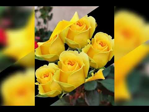 عطر اللهم قبره الشريف