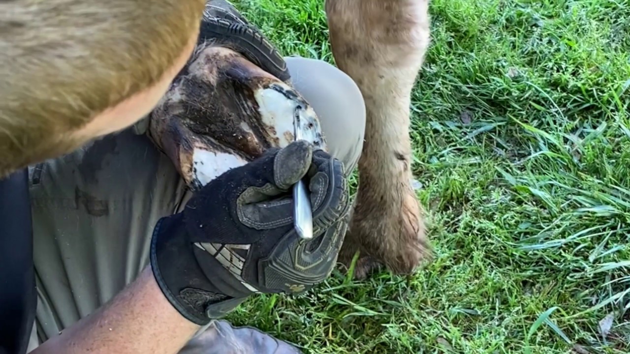 Recovering Families - Vet visits the Farm!